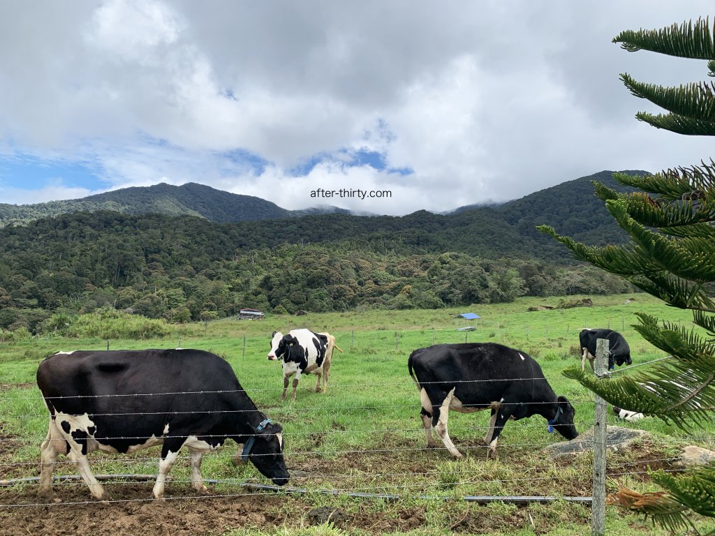 沙巴自由行 desa cattle dairy farm