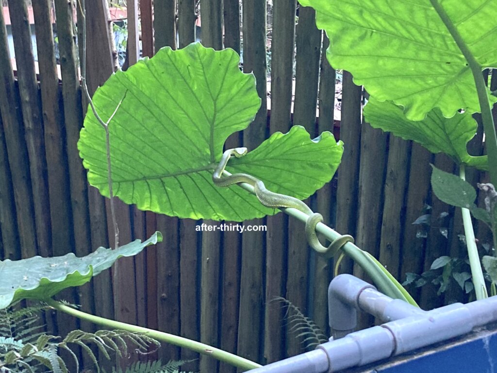 八仙山國家森林遊樂區