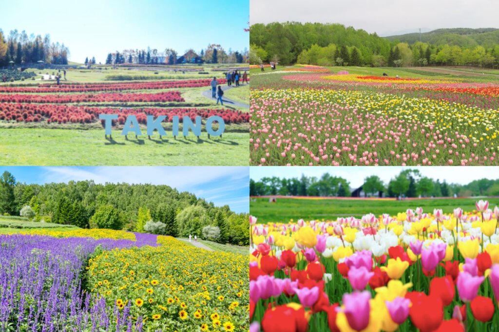 北海道景點 瀧野鈴蘭丘陵公園