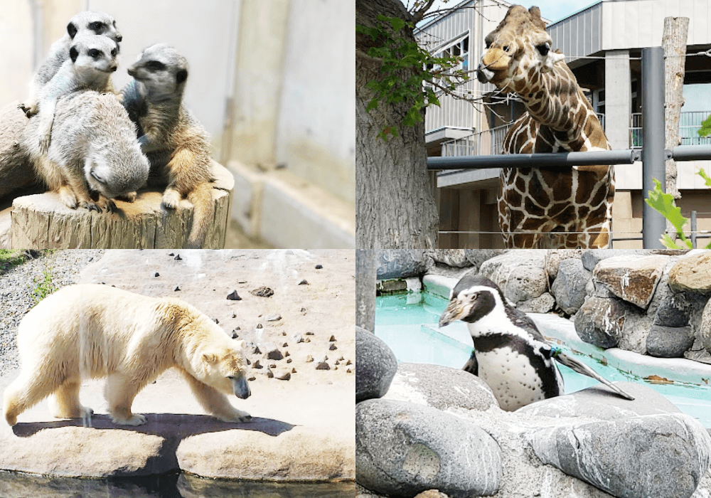 札幌景點 札幌市圓山動物園