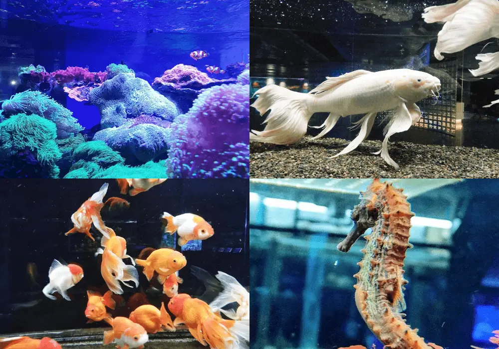 長治水族館