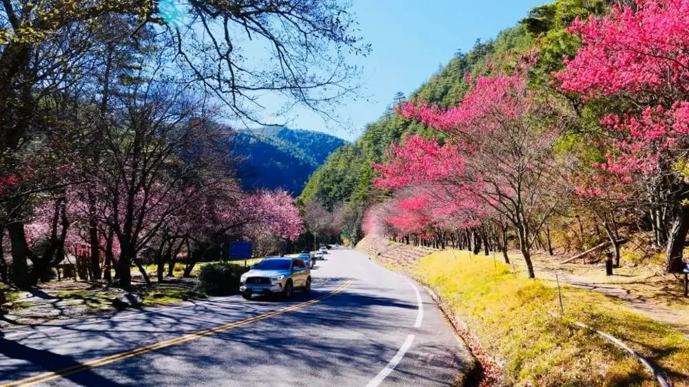 武陵農場櫻花季