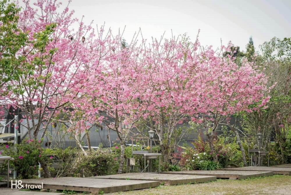 阿里山初日